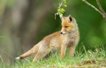 Fototapeta premium Red fox cub