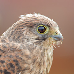 juvenile Common Kestrel portrait
