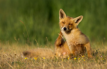 Red fox