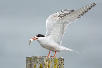 Common Tern, artic tern