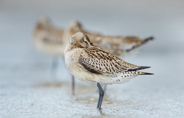 Obraz premium Bar-tailed Godwit (Limosa lapponica)