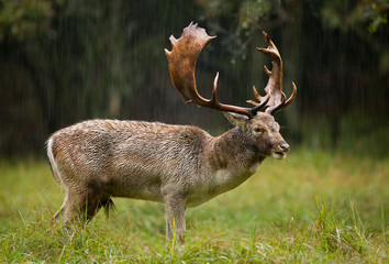 Fallow deer standing in the rain during running season
