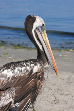 pellicano