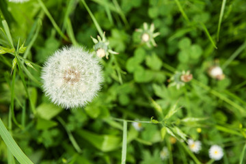 Pusteblume