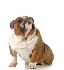cute dog