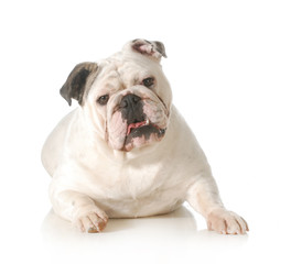 english bulldog portrait