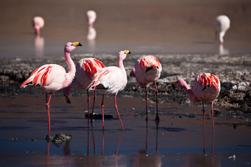 Bolivia - Flamingo
