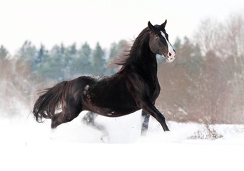 Fototapeta na wymiar Piękny czarny ogier jazdy w zimie