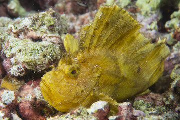 Yellow scorpion Leaf fish portrait