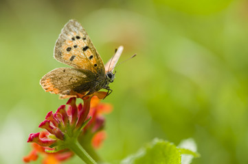 Fototapeta na wymiar Butterfly on red lantana