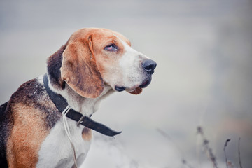 Russian Hound dog outdoor portrait at cloudy day