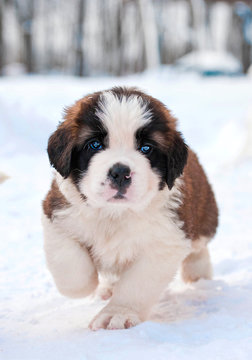 Adorable saint bernard puppy running in winter
