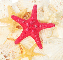 Starfishes and cockleshells