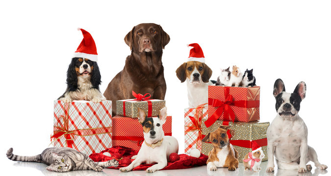 Tierische Weihnachten