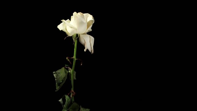 Blooming white roses on the black background, timelapse