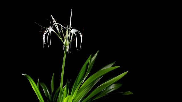Time-lapse Opening white amaryllis (Amaryllis. Hymenocallis. car