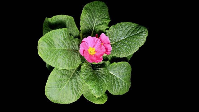 Flowering pink primula on the black background (Primula vulgaris