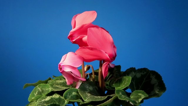 Flowering pink cyclamen on the black background (Cyclamen Latini