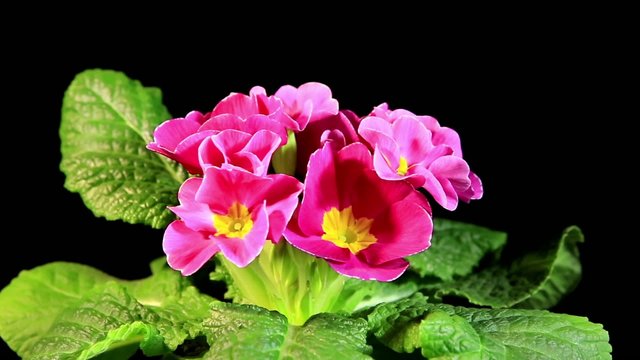 Flowering pink primula on the black background (Primula vulgaris