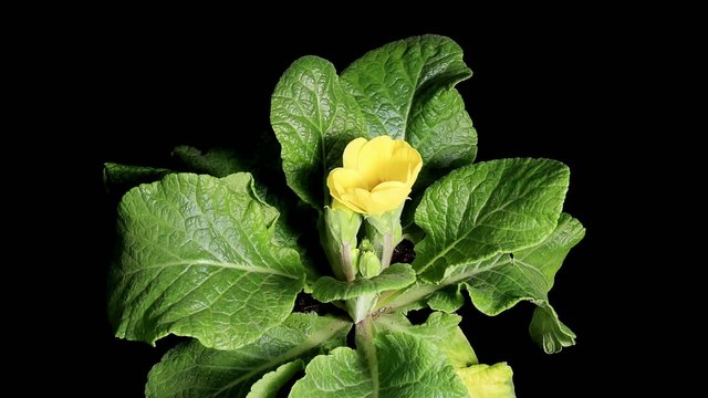 Flowering yellow primula on the black background (Primula)