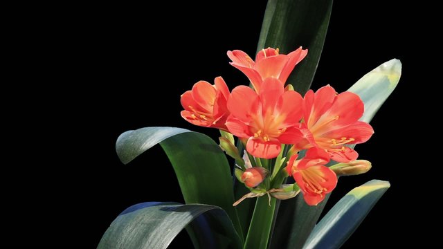Growth of Clivia flower buds ALPHA matte, FULL HD. (Clivia minia
