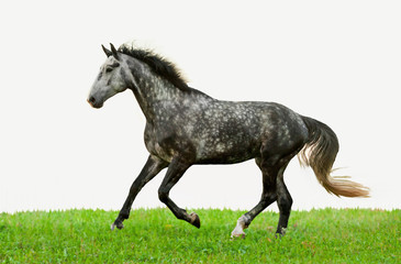 Fototapeta na wymiar Szary koń działa na trawy samodzielnie na białym tle