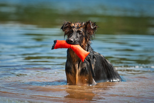 German Shepherd Dog Standing In Water With Toy In Its Mouth