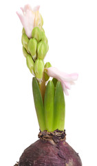 opening pink hyacinth,