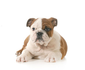 bulldog puppy