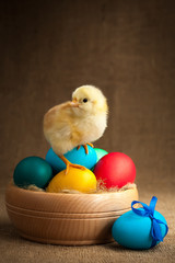 cute small chick with easter eggs