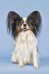 Hunde-Papillon-10028