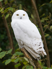 Snow owl resting