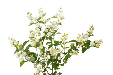 Beautiful branch of jasmine with many flowers