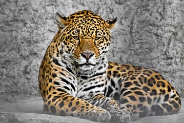 Jaguar (Panthera onca), cat in a cage