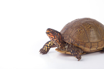 Naklejka premium Turtle