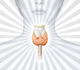 Schilddr&uuml;se im Focus