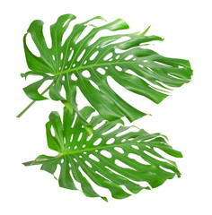 Two tropical leaves