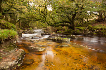 River Plym Dewerstone woods Dartmoor Devon Uk