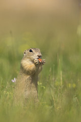 European ground squirrel