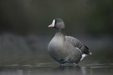 Lesser white-fronted goose, Anser erythropus