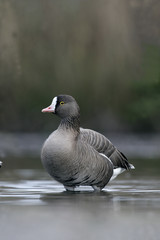 Lesser white-fronted goose, Anser erythropus