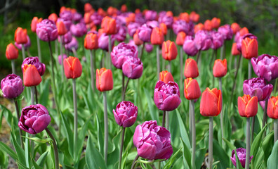 Fototapeta premium garden with blooming tulips