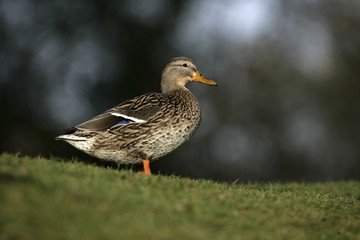 Mallard, Anas platyrhynchos