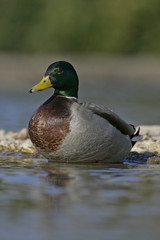 Mallard, Anas platyrhynchos