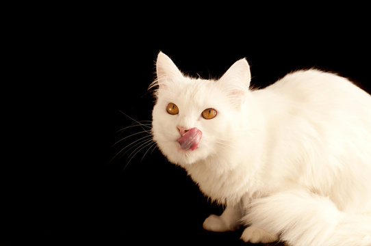 White Persian cat licking its mouth