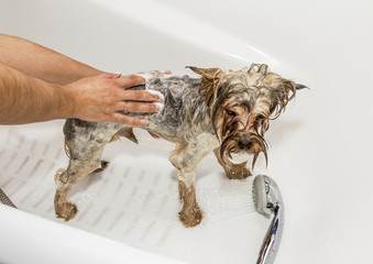 Yorkshire Terrier bathe in a bathtub