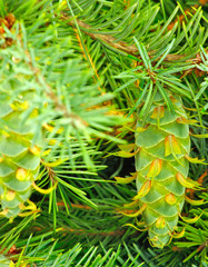 Naklejka premium fir cone