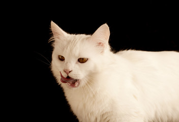 White Persian cat licking its mouth