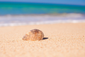 Closeup of seashell on background of the sea