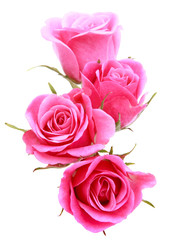 Pink rose flower bouquet isolated on white background cutout - obrazy, fototapety, plakaty